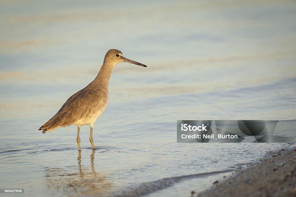 Golden Totano semipalmato - Foto stock royalty-free di Acqua