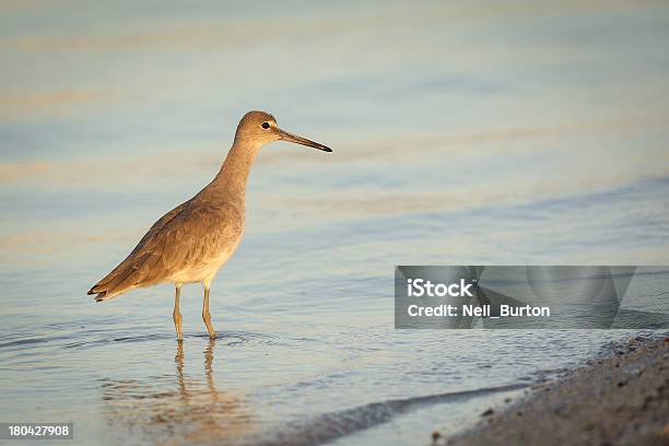 Золотой Willet — стоковые фотографии и другие картинки Willet - Willet, В воде, Вода