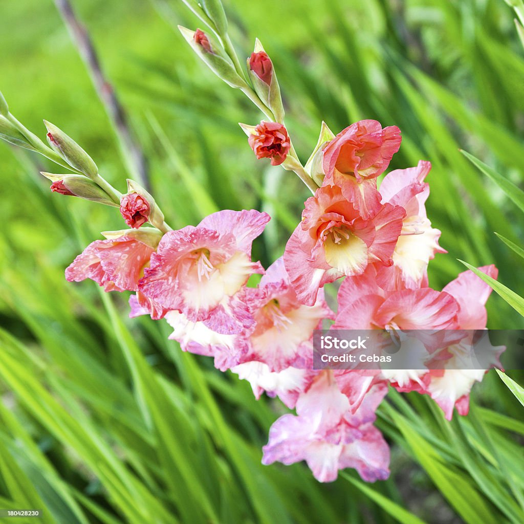 Gladiolus Rosy gladiolus blooming in the green field Flowerbed Stock Photo