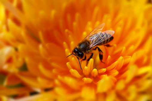 Carniolan Honey Bee or Apis mellifera carnica on Orange Flower.