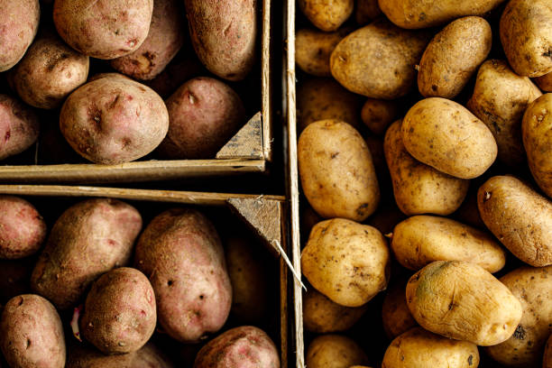 Homegrown Organic Potato Crates From Directly Above.