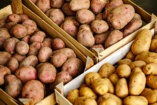 Homegrown Organic Potatoes in Crates.