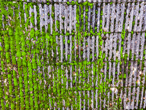 Asbestos Roof Covered With Moss.