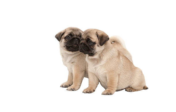 istock Two pug puppy isolated on white background 180428485