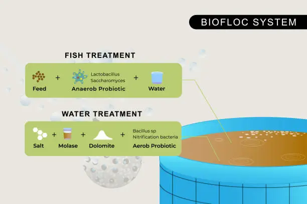 Vector illustration of Water and Fish Treatment in fish farming using the biofloc system