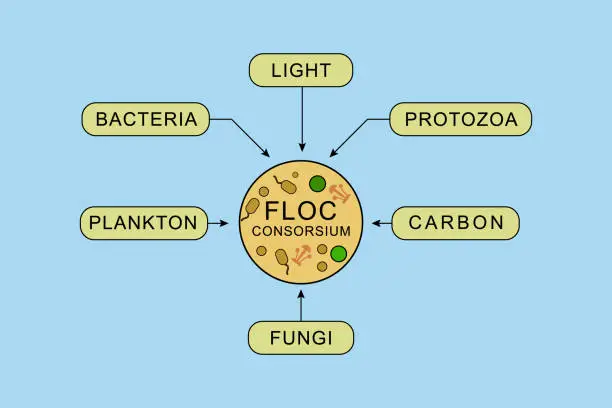 Vector illustration of infographics of the components that make up biofloc consortium, which consist of plankton, bacteria, fungi, carbon, light, protozoa