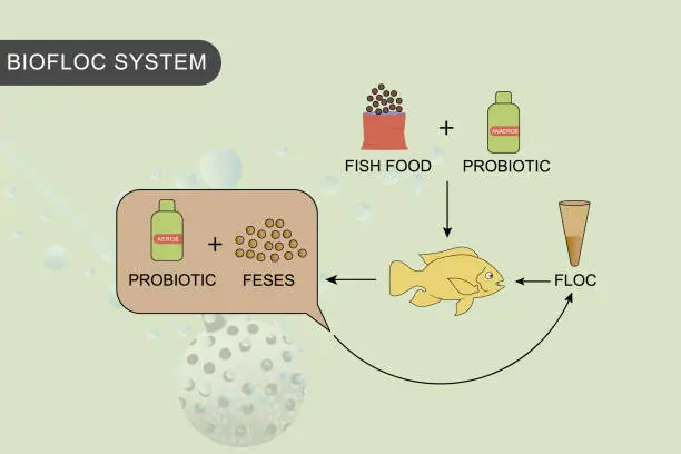 Vector illustration of Infographic of water and fish treatment in fish farming using the biofloc system