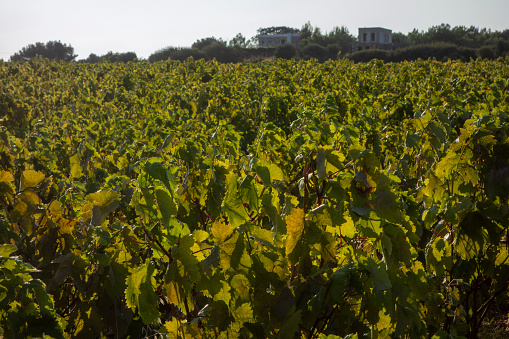 Mature vineyard on the island of Bozcaada. It's grape harvest time. No people.