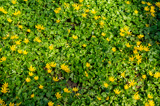 A carpet of Lesser Celandine plants with flowers and leaves in wetland beside a lake in Crystal Palace Park in South East London on a day in springtime.