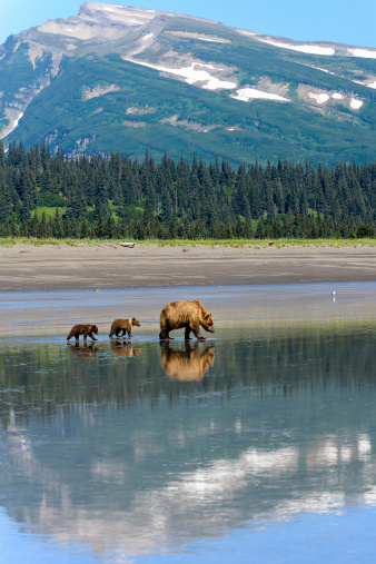 A day of clamming on the coastline of Alaska . . . a Coastal Brown Bear sow and her two spring cubs