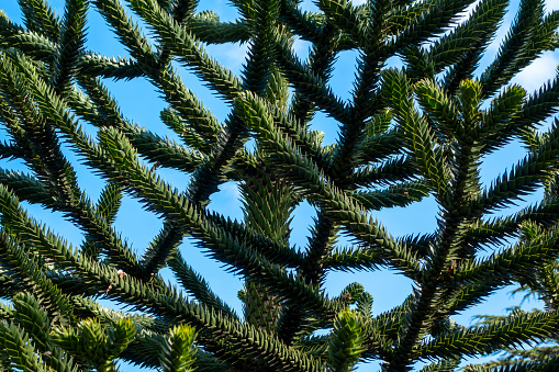 The bizarre, spiky branches of a monkey puzzle tree set against a blue sky in early springtime.