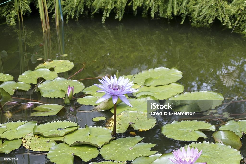 Flor de lírio d'água-azul beauty - Foto de stock de Beleza natural - Natureza royalty-free