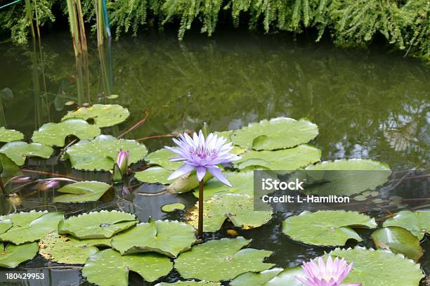 Foto de Flor De Lírio Dáguaazul Beauty e mais fotos de stock de Beleza natural - Natureza - Beleza natural - Natureza, Botânica - Assunto, Cabeça da flor