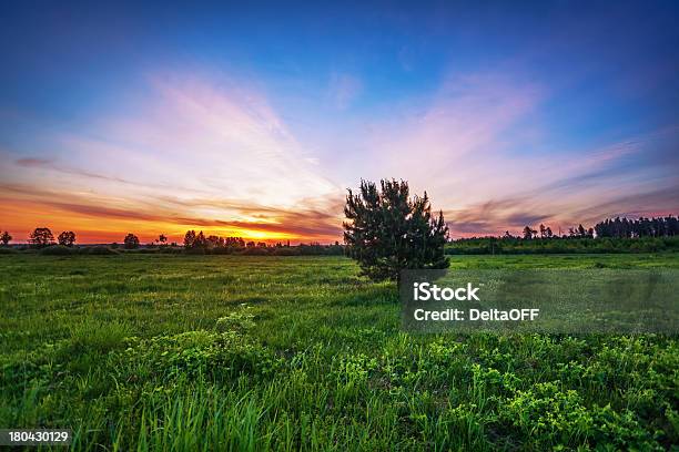 Tramonto In Estate Campo - Fotografie stock e altre immagini di Albero - Albero, Ambientazione esterna, Ambiente