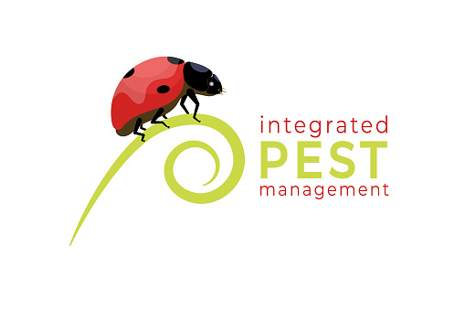 illustration of ladybugs (Coccinella magnifica) crawling on winding branches forming the letter P, the symbol for integrated pest management