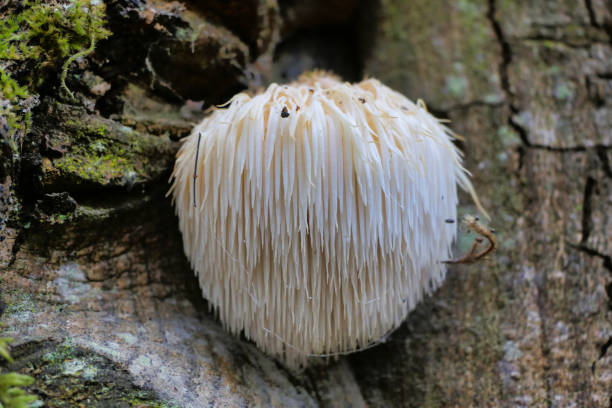 Lions Mane Fungi Lion’s Mane mushroom (Hericium erinaceus) also known as Bearded Hedgehog Mushroom, known for its health benefits hedgehog mushroom stock pictures, royalty-free photos & images