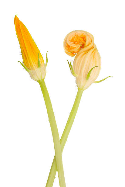 fleurs de squash - zucchini blossom squash single flower photos et images de collection