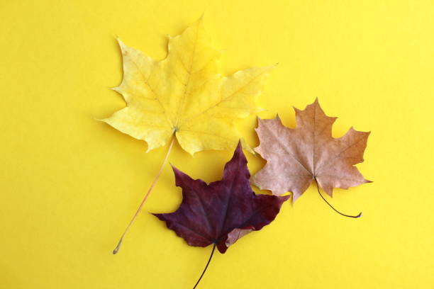 istock Three different autumn maple leaves lie on a yellow background. 1804323403