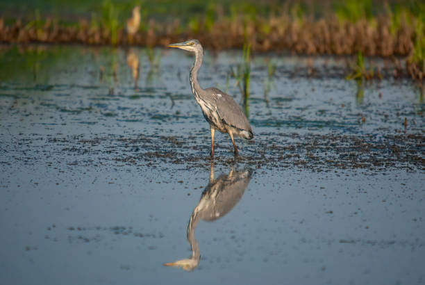 istock Gray Heron (Ardea cinerea) hunting fish in the water. 1804339565