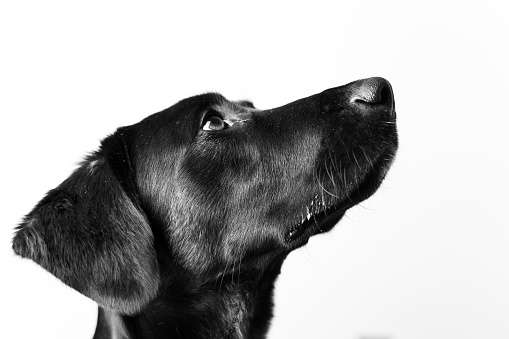 Perro de raza labrador, color blanco y negro.