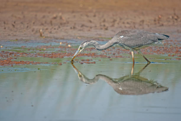 istock Gray Heron (Ardea cinerea) hunting fish in the water. 1804340146