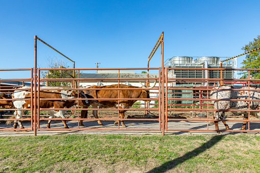 cattle in a metal cage with direction stable in Fort Worth at stock yard, USA