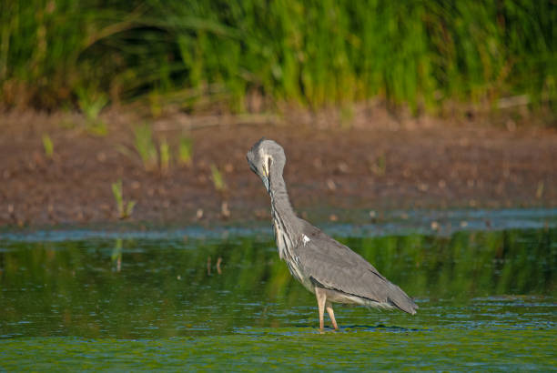 istock Gray Heron (Ardea cinerea) cleaning its feathers in a wetland. 1804341787