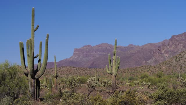 Arizona Desert landscapes with Cactus