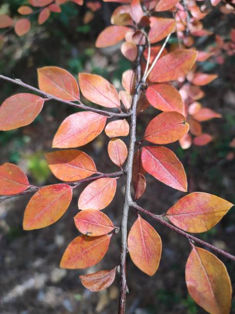 istock Cotoneaster bush red leaves in autumn 1804347256