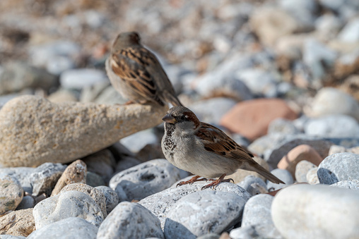Two males of House sparrow, Passer domesticus. Phot taken in the Tabarca Island, municipality of Alicante, Spain.