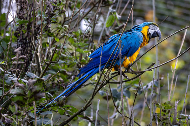 青と黄色のマコー、アララウナは大きな南米のオウムです - gold and blue macaw ストックフォトと画像