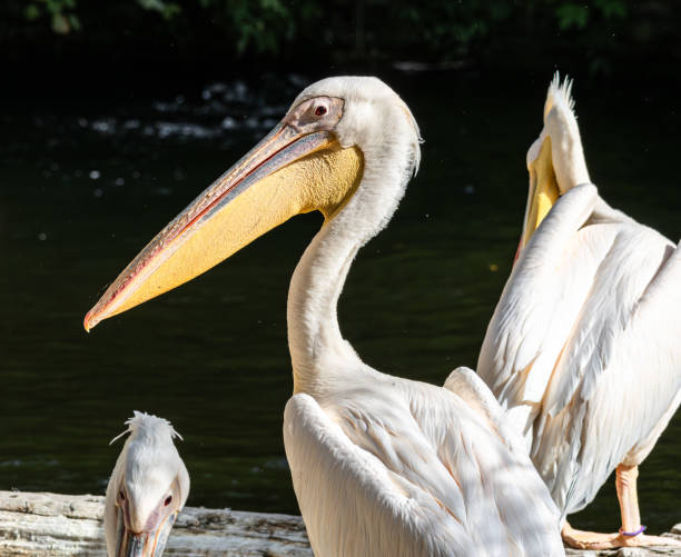 istock Great White Pelican, Pelecanus onocrotalus in a park 1804349436