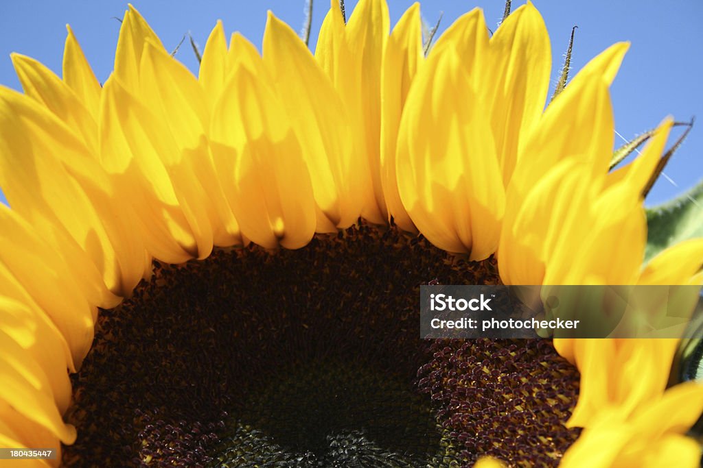 Ältere Sonnenblume - Lizenzfrei Baumblüte Stock-Foto