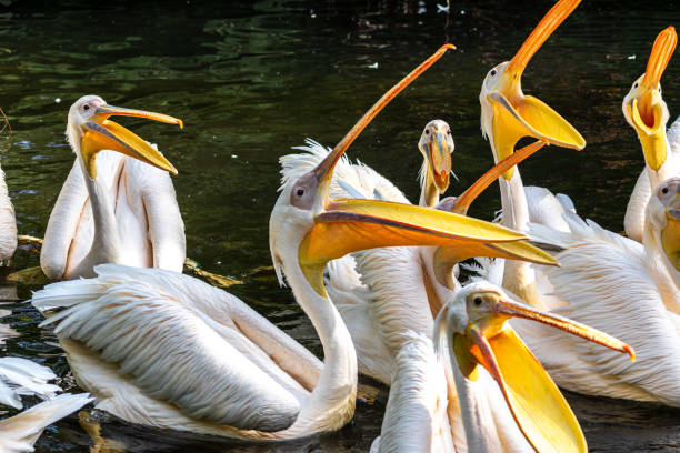 istock Great White Pelican, Pelecanus onocrotalus in a park 1804354967