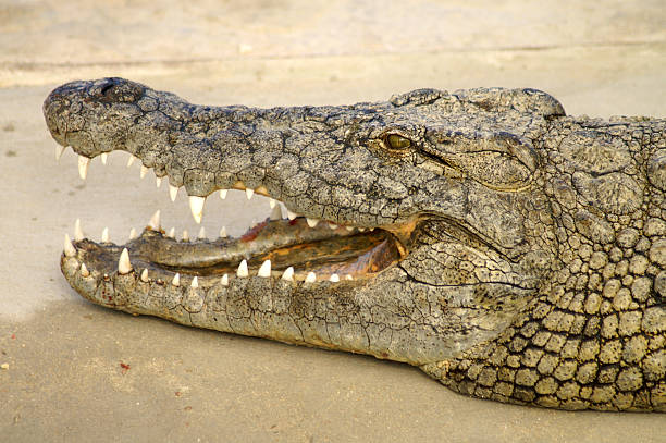 istock The mouth of a crocodile 180435526