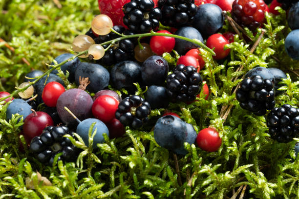 istock Berries fresh assorted mix overhead arrangement close up in studio on dark background. 1804358261