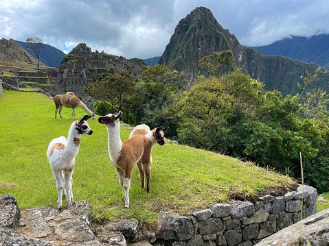 A group of llamas stands atop a hill overlooking the ancient Machu Picchu ruins