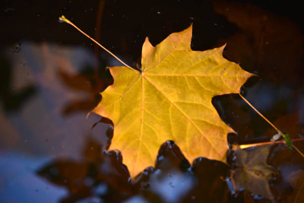 istock Yellow maple leaves in an autumn pond. Leaves in a puddle. 1804366240