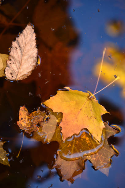 istock Yellow maple leaves in an autumn pond. Leaves in a puddle. 1804366245