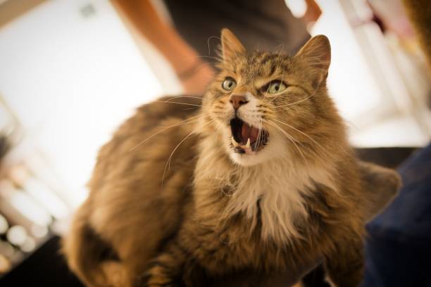 istock Domestic cat lounging in a comfortable and inviting environment 1804366246
