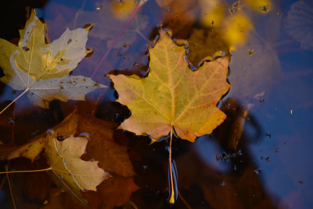 istock Yellow maple leaves in an autumn pond. Leaves in a puddle. 1804366250