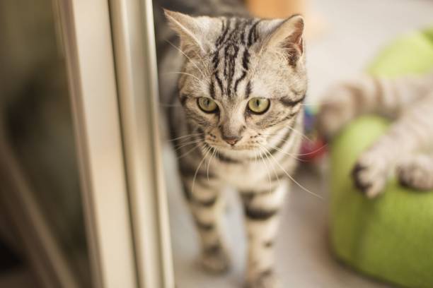 istock Domestic cat lounging in a comfortable and inviting environment 1804366255