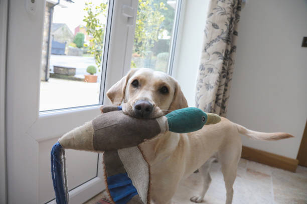 istock Cute Labrador dog holds toy in mouth 1804367869