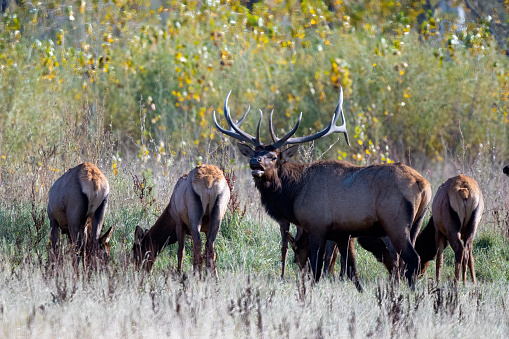 Huge Bull Elk looking at camera with part of his herd of cow elks in Charles M. Russell wildlife refuge in northern Montana, USA, North America.