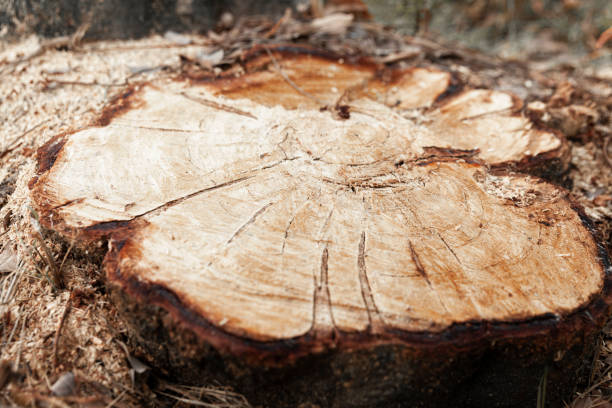 istock Tree stump, detail of a cut tree trunk. 1804374208