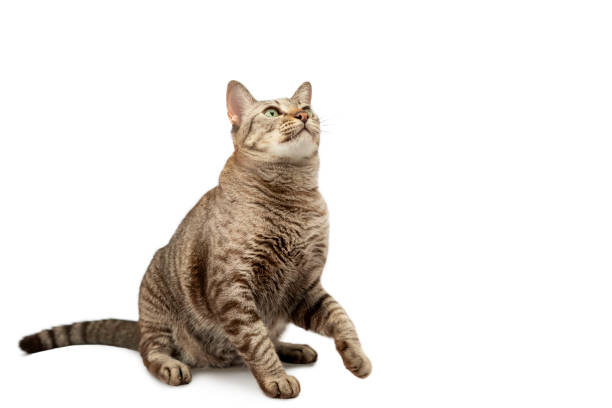 istock A tabby cat sits on a white background and prepares to jump. 1804374213