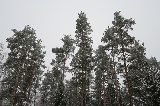 Snowy trees against cloudy grey sky. Pine trees and evergreens in snow in Finland. No people.