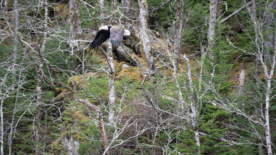 Bald Eagle perched in tree above a river where fish can be caught in Lamar Valley in northwestern Wyoming in Yellowstone National Park USA