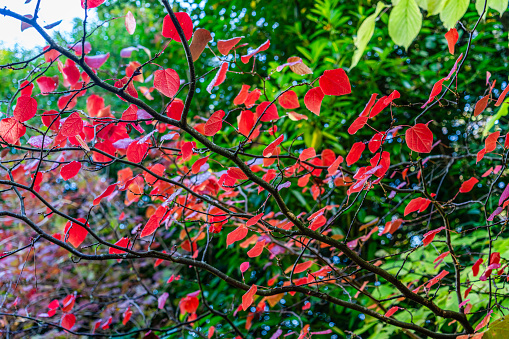 A close-up shot of red fall leaves at Gene Coulon Parki in Reonton, Washington.,