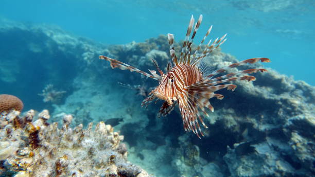 istock Lion Fish in the Red Sea. 1804399104